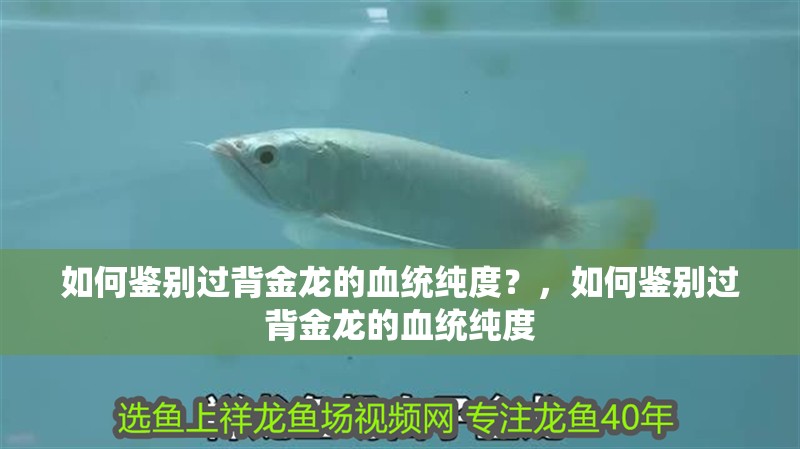 如何鑒別過背金龍的血統純度？，如何鑒別過背金龍的血統純度