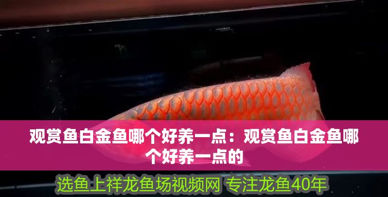 觀賞魚白金魚哪個好養一點：觀賞魚白金魚哪個好養一點的