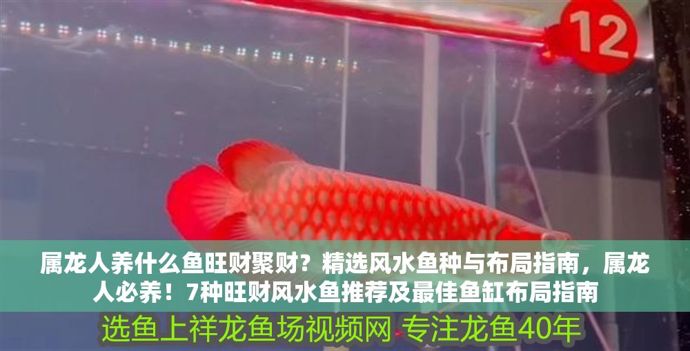 屬龍人養什么魚旺財聚財？精選風水魚種與布局指南，屬龍人必養！7種旺財風水魚推薦及最佳魚缸布局指南