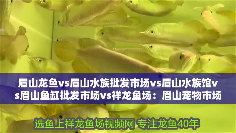 眉山龍魚vs眉山水族批發(fā)市場(chǎng)vs眉山水族館vs眉山魚缸批發(fā)市場(chǎng)vs祥龍魚場(chǎng):眉山寵物市場(chǎng)分布 祥龍魚場(chǎng)各市分站 第2張 眉山龍魚vs眉山水族批發(fā)市場(chǎng)vs眉山水族館vs眉山魚缸批發(fā)市場(chǎng)vs祥龍魚場(chǎng):眉山寵物市場(chǎng)分布 眉山龍魚vs眉山水族批發(fā)市場(chǎng)vs眉山水族館vs眉山魚缸批發(fā)市場(chǎng)vs祥龍魚場(chǎng):眉山寵物市場(chǎng)分布 祥龍魚場(chǎng)各市分站 第2張