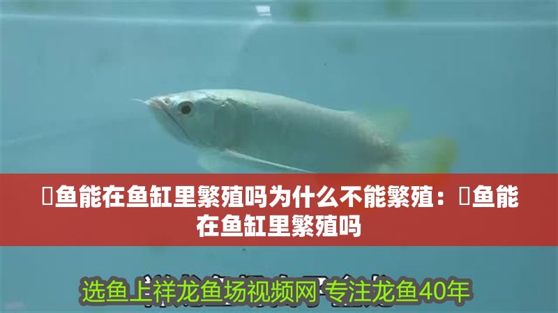 魟魚能在魚缸里繁殖嗎為什么不能繁殖：魟魚能在魚缸里繁殖嗎
