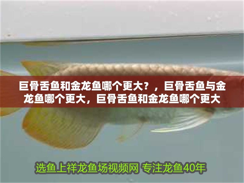 巨骨舌魚和金龍魚哪個更大？，巨骨舌魚與金龍魚哪個更大，巨骨舌魚和金龍魚哪個更大