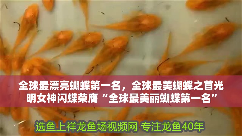 全球最漂亮蝴蝶第一名，全球最美蝴蝶之首光明女神閃蝶榮膺“全球最美麗蝴蝶第一名”