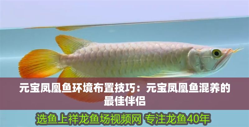 元寶鳳凰魚環(huán)境布置技巧：元寶鳳凰魚混養(yǎng)的最佳伴侶