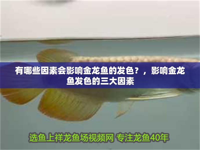 有哪些因素會影響金龍魚的發色？，影響金龍魚發色的三大因素