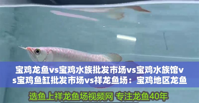 寶雞龍魚vs寶雞水族批發(fā)市場vs寶雞水族館vs寶雞魚缸批發(fā)市場vs祥龍魚場：寶雞地區(qū)龍魚養(yǎng)殖業(yè)發(fā)展情況 寶雞龍魚vs寶雞水族批發(fā)市場vs寶雞水族館vs寶雞魚缸批發(fā)市場vs祥龍魚場：寶雞地區(qū)龍魚養(yǎng)殖業(yè)發(fā)展情況 祥龍魚場各市分站 第1張