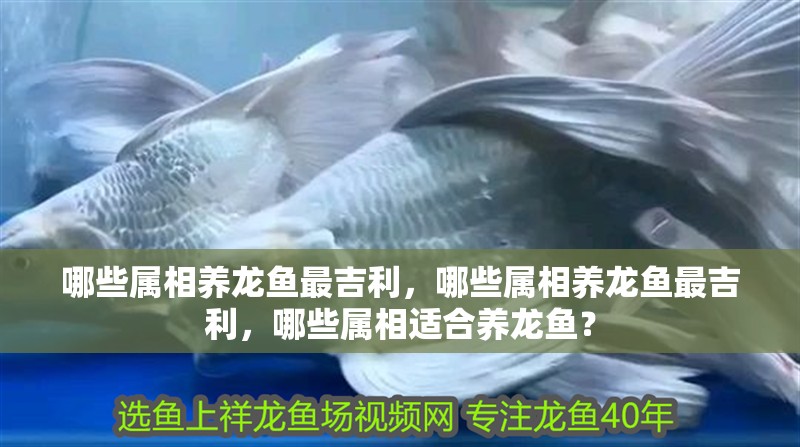 哪些屬相養龍魚最吉利，哪些屬相養龍魚最吉利，哪些屬相適合養龍魚？