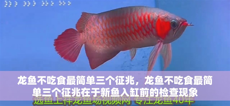 龍魚不吃食最簡單三個征兆，龍魚不吃食最簡單三個征兆在于新魚入缸前的檢查現象