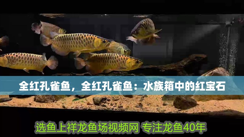 全紅孔雀魚，全紅孔雀魚：水族箱中的紅寶石