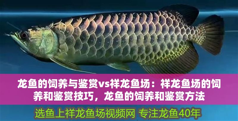 龍魚的飼養與鑒賞vs祥龍魚場：祥龍魚場的飼養和鑒賞技巧，龍魚的飼養和鑒賞方法