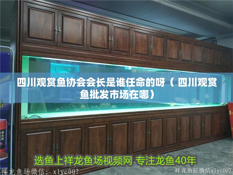 四川觀賞魚協(xié)會會長是誰任命的呀（ 四川觀賞魚批發(fā)市場在哪）
