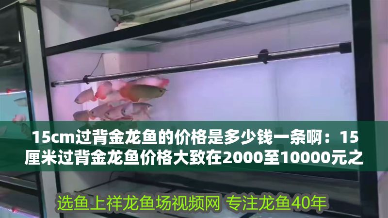 15cm過背金龍魚的價格是多少錢一條啊：15厘米過背金龍魚價格大致在2000至10000元之間