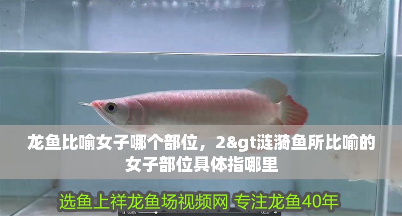 龍魚比喻女子哪個部位，2&gt漣漪魚所比喻的女子部位具體指哪里
