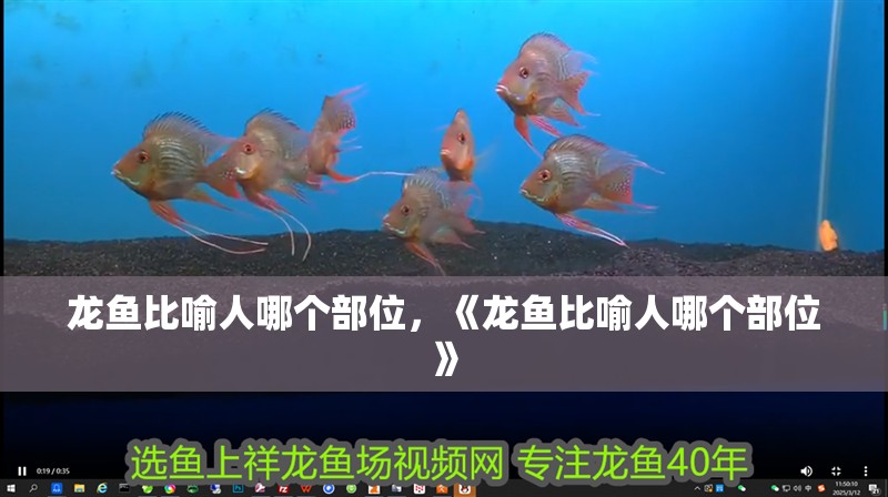 龍魚比喻人哪個部位，《龍魚比喻人哪個部位》