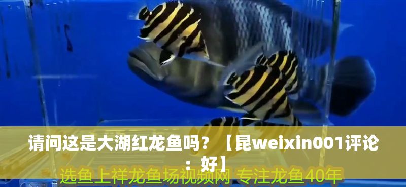 請問這是大湖紅龍魚嗎？【昆weixin001評論：好】