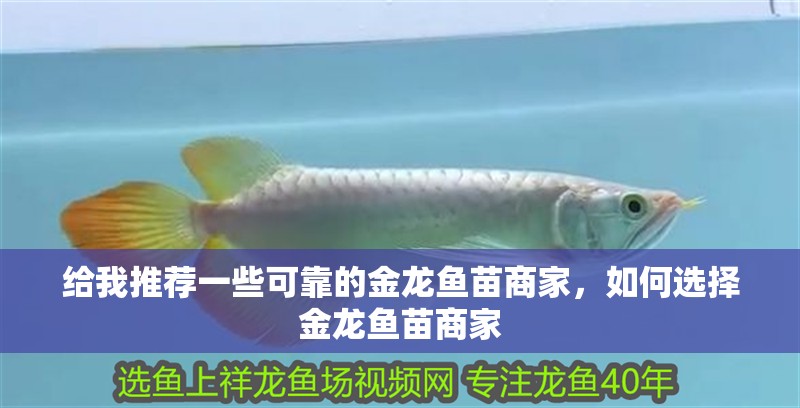 詳細閱讀:給我推薦一些可靠的金龍魚苗商家,如何選擇金龍魚苗商家 給我推薦一些可靠的金龍魚苗商家,如何選擇金龍魚苗商家