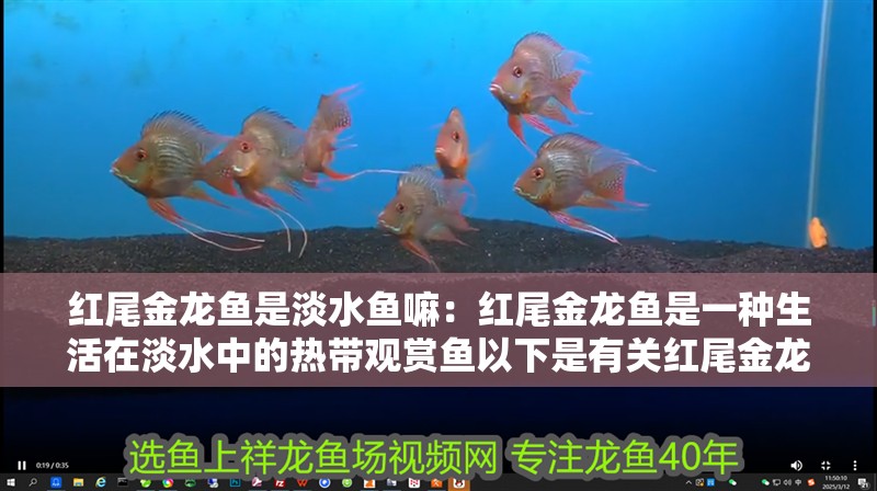紅尾金龍魚是淡水魚嘛：紅尾金龍魚是一種生活在淡水中的熱帶觀賞魚以下是有關紅尾金龍魚
