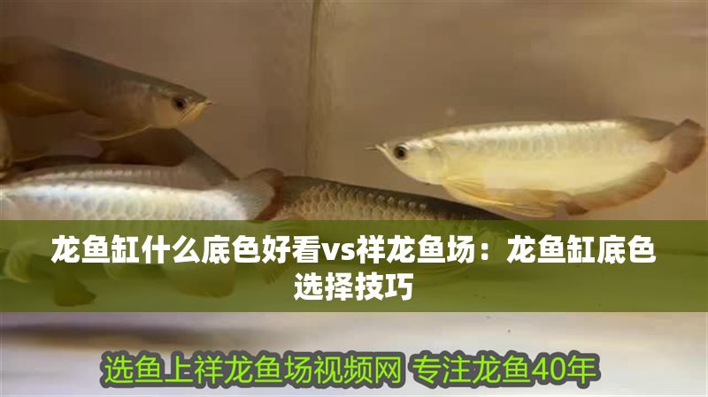 龍魚(yú)缸什么底色好看vs祥龍魚(yú)場(chǎng)：龍魚(yú)缸底色選擇技巧