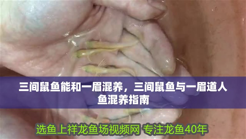三間鼠魚能和一眉混養，三間鼠魚與一眉道人魚混養指南
