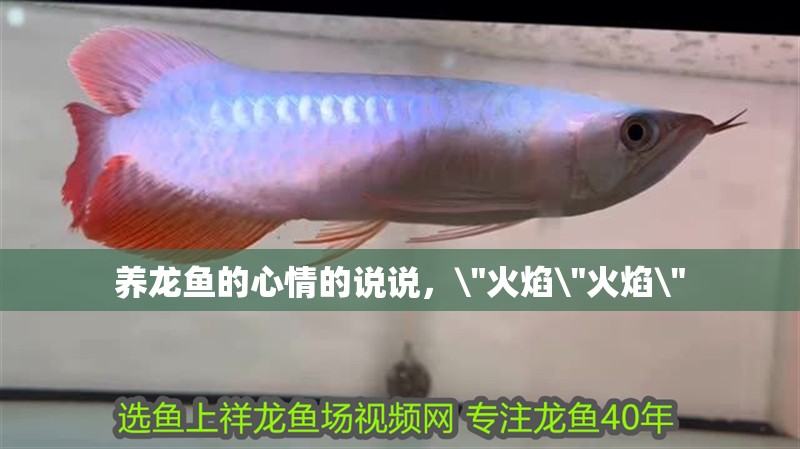 養龍魚的心情的說說，\