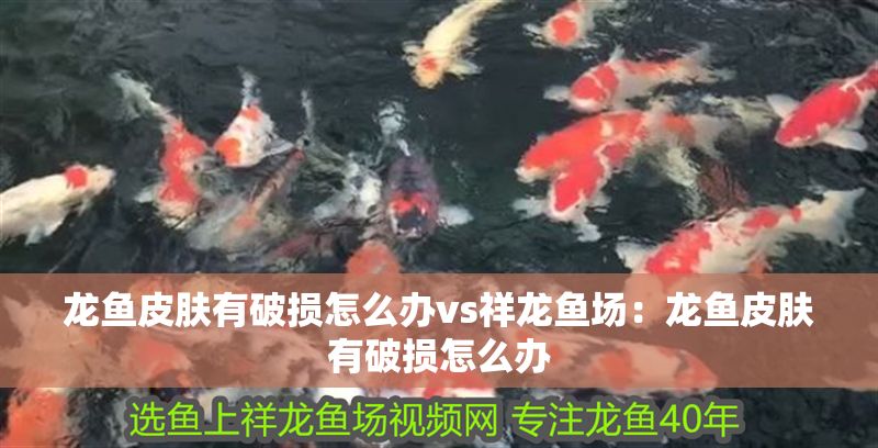 龍魚皮膚有破損怎么辦vs祥龍魚場：龍魚皮膚有破損怎么辦