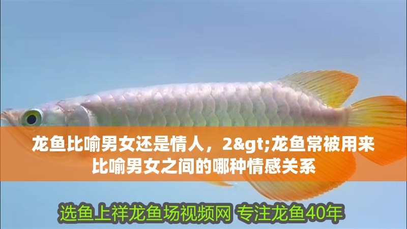 龍魚(yú)比喻男女還是情人，2>龍魚(yú)常被用來(lái)比喻男女之間的哪種情感關(guān)系