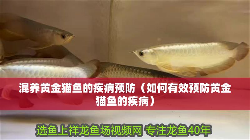 混養(yǎng)黃金貓魚(yú)的疾病預(yù)防（如何有效預(yù)防黃金貓魚(yú)的疾病）