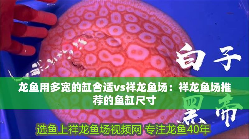 龍魚用多寬的缸合適vs祥龍魚場：祥龍魚場推薦的魚缸尺寸