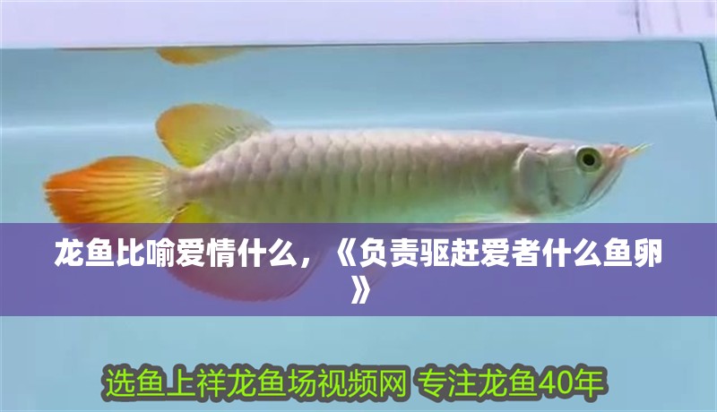 龍魚比喻愛情什么，《負責驅趕愛者什么魚卵》