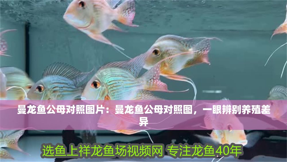 詳細閱讀:曼龍魚公母對照圖片:曼龍魚公母對照圖,一眼辨別養殖差異 曼龍魚公母對照圖片:曼龍魚公母對照圖,一眼辨別養殖差異