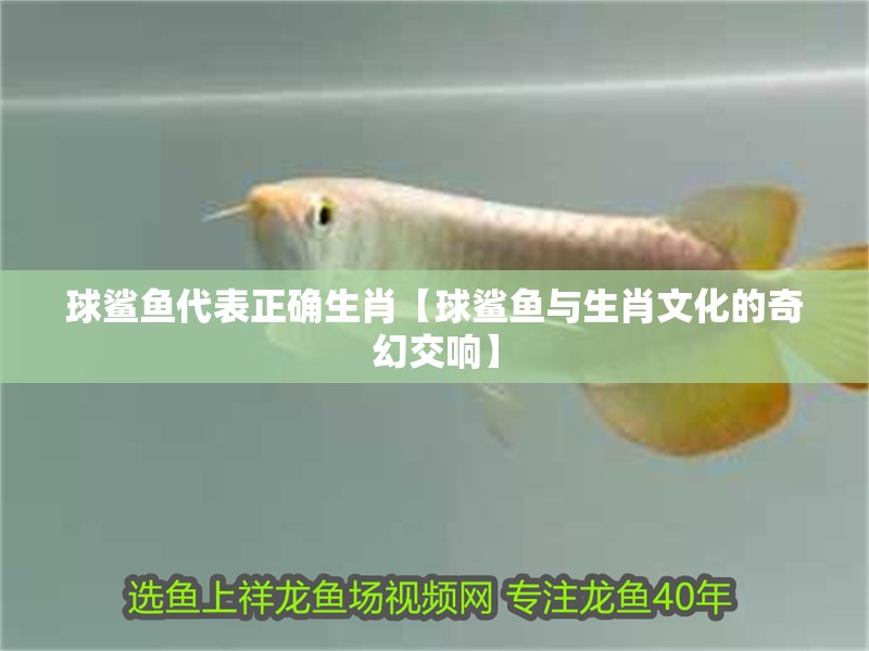 球鯊魚代表正確生肖【球鯊魚與生肖文化的奇幻交響】