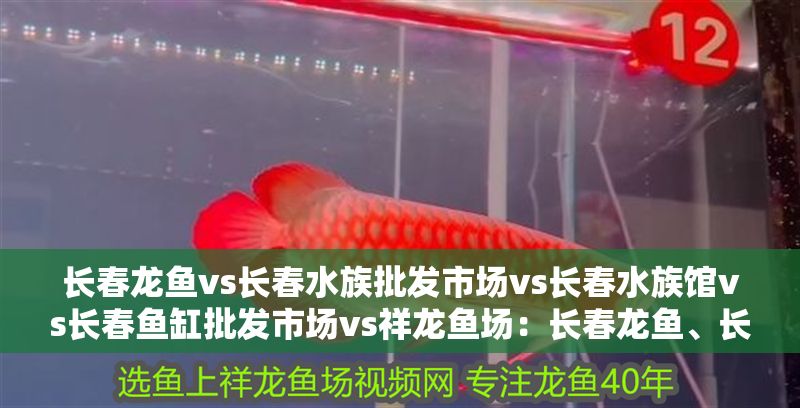 長春龍魚vs長春水族批發市場vs長春水族館vs長春魚缸批發市場vs祥龍魚場：長春龍魚、長春水族批發市場、長春魚缸批發市場和祥龍魚場