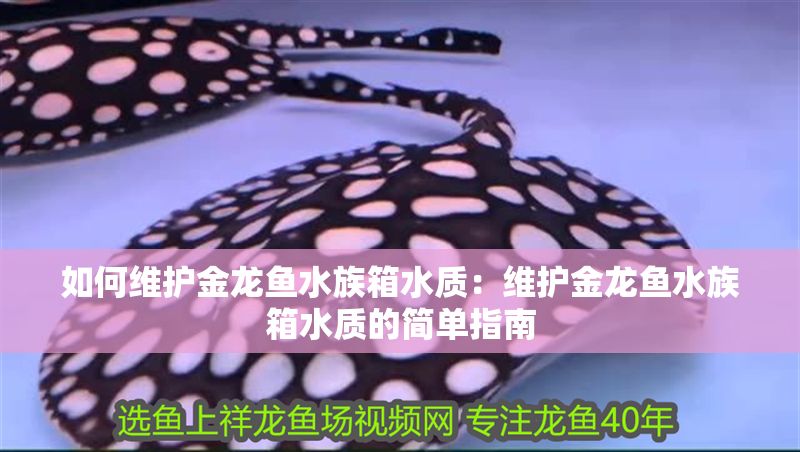 如何維護金龍魚水族箱水質：維護金龍魚水族箱水質的簡單指南