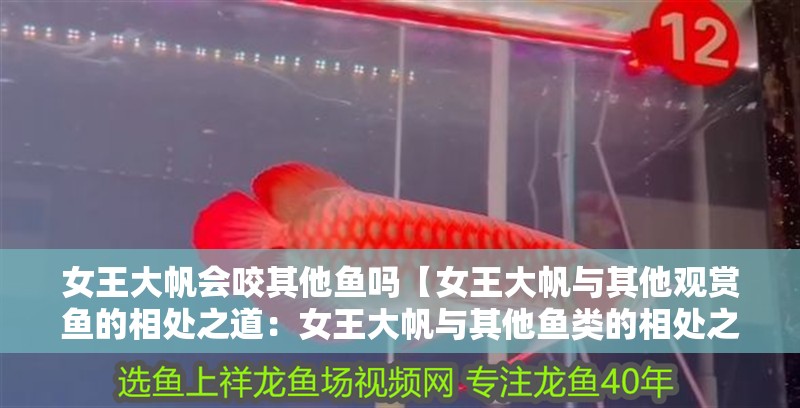 女王大帆會咬其他魚嗎【女王大帆與其他觀賞魚的相處之道：女王大帆與其他魚類的相處之道】