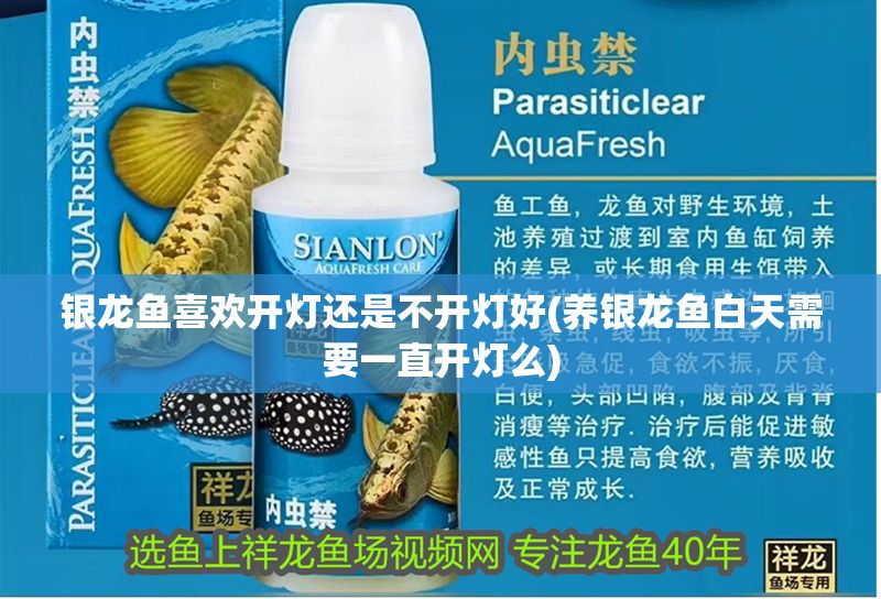 銀龍魚喜歡開燈還是不開燈好(養(yǎng)銀龍魚白天需要一直開燈么)