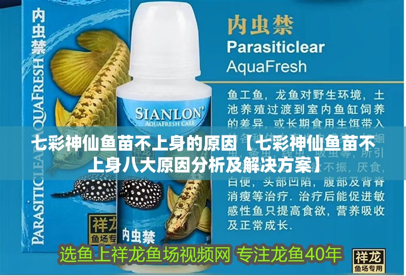 七彩神仙魚苗不上身的原因【七彩神仙魚苗不上身八大原因分析及解決方案】