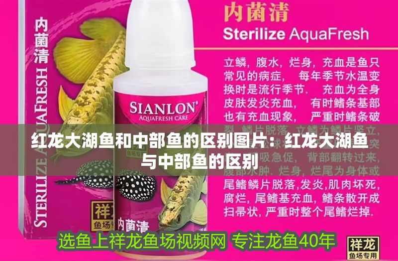 紅龍大湖魚和中部魚的區別圖片：紅龍大湖魚與中部魚的區別