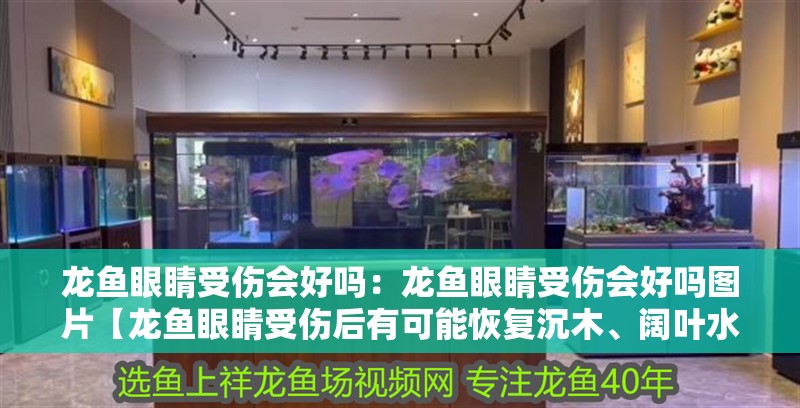 龍魚眼睛受傷會好嗎：龍魚眼睛受傷會好嗎圖片【龍魚眼睛受傷后有可能恢復沉木、闊葉水草等因傷勢嚴重而異】