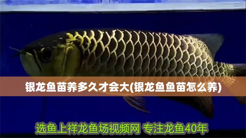 銀龍魚苗養多久才會大(銀龍魚魚苗怎么養)