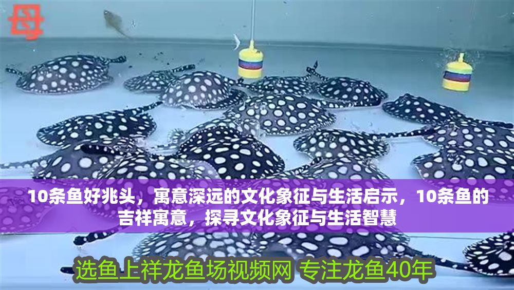 10條魚好兆頭，寓意深遠的文化象征與生活啟示，10條魚的吉祥寓意，探尋文化象征與生活智慧