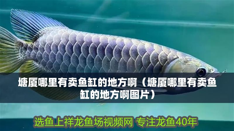塘廈哪里有賣(mài)魚(yú)缸的地方啊（塘廈哪里有賣(mài)魚(yú)缸的地方啊圖片）