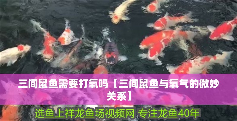 三間鼠魚需要打氧嗎【三間鼠魚與氧氣的微妙關系】