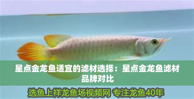 星點(diǎn)金龍魚適宜的濾材選擇：星點(diǎn)金龍魚濾材品牌對(duì)比