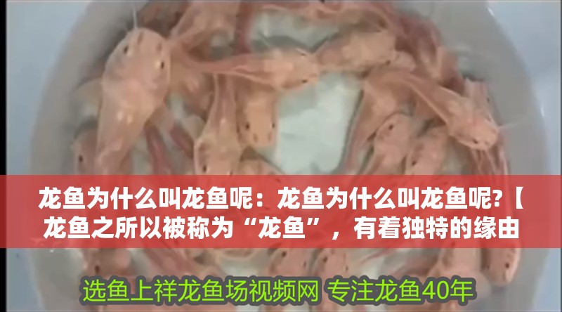 龍魚為什么叫龍魚呢:龍魚為什么叫龍魚呢?【龍魚之所以被稱為“龍魚”,有著獨特的緣由】