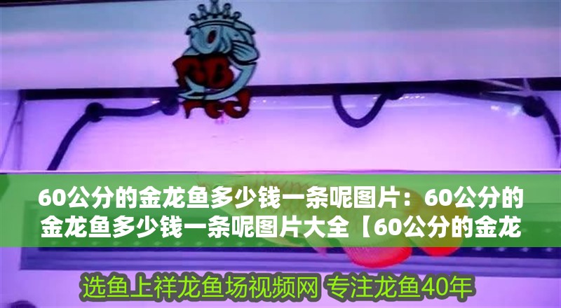 60公分的金龍魚多少錢一條呢圖片：60公分的金龍魚多少錢一條呢圖片大全【60公分的金龍魚價格受哪些因素影響60公分的金龍魚】