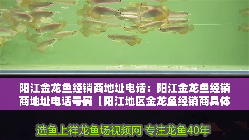 陽江金龍魚經(jīng)銷商地址電話：陽江金龍魚經(jīng)銷商地址電話號碼【陽江地區(qū)金龍魚經(jīng)銷商具體地址在哪里買金龍魚經(jīng)銷商】
