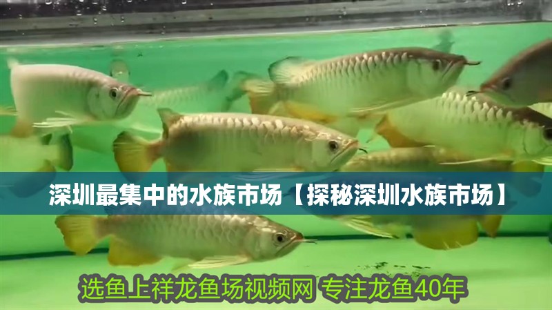 深圳最集中的水族市場【探秘深圳水族市場】