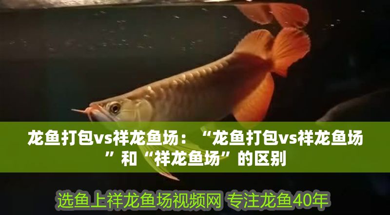 龍魚打包vs祥龍魚場(chǎng)：“龍魚打包vs祥龍魚場(chǎng)”和“祥龍魚場(chǎng)”的區(qū)別