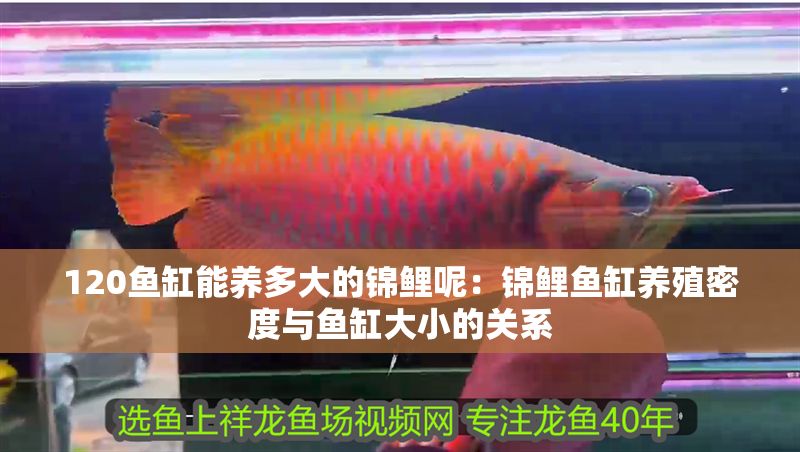 120魚缸能養多大的錦鯉呢：錦鯉魚缸養殖密度與魚缸大小的關系