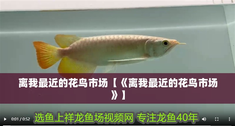 離我最近的花鳥市場【《離我最近的花鳥市場》】